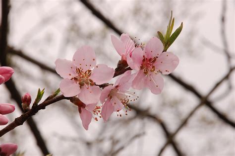 家中種桃花